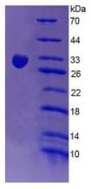 SDS-PAGE (CR1-507H).jpg